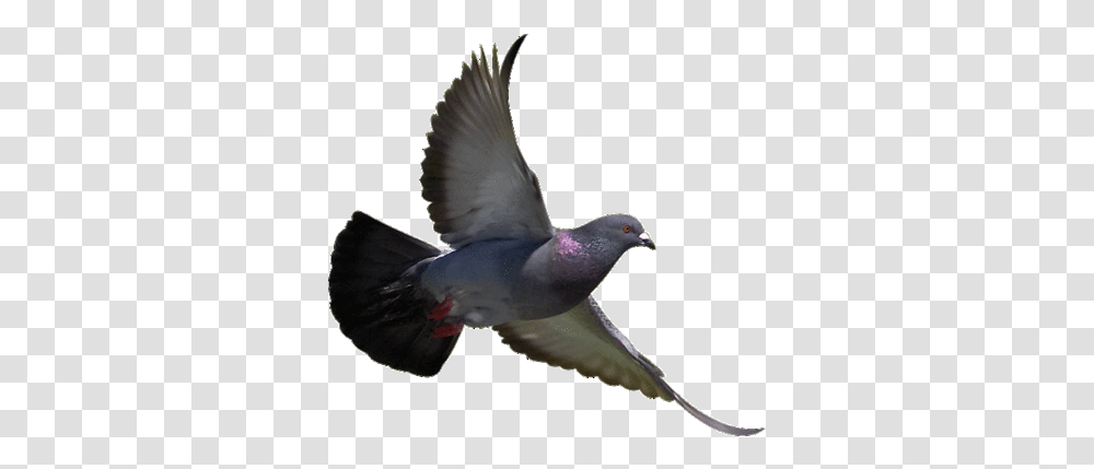 Bird Pigeonflyingtransparentbackground040010049 - Eco Birds Repeller, Animal, Dove Transparent Png