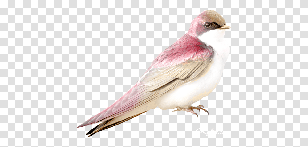 Bird Pink Bird, Animal, Swallow, Finch, Jay Transparent Png