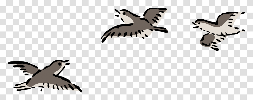Bird Plover Flying Free Picture Bird Fly Clip Art, Animal, Airplane, Vulture, Kite Bird Transparent Png