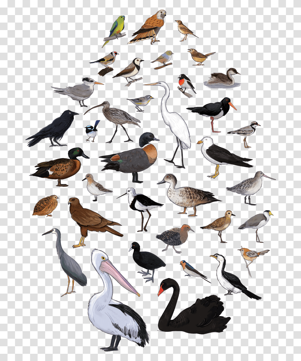Bird Poster Cover, Animal, Flock, Waterfowl, Beak Transparent Png