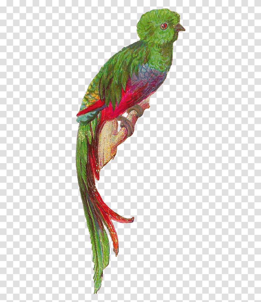 Bird Quetzal Cartoon Dyed, Leaf, Plant, Animal, Flower Transparent Png