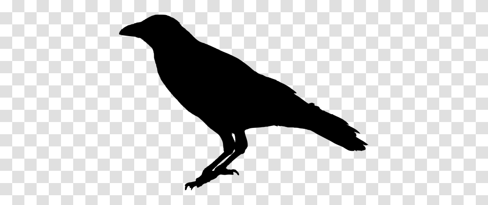 Bird Raven, Gray, World Of Warcraft Transparent Png