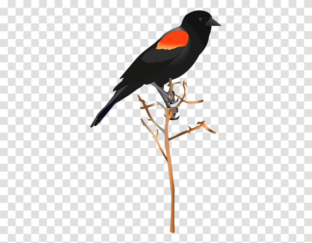 Bird Red Red Winged Blackbird, Animal, Cross, Symbol, Finch Transparent Png