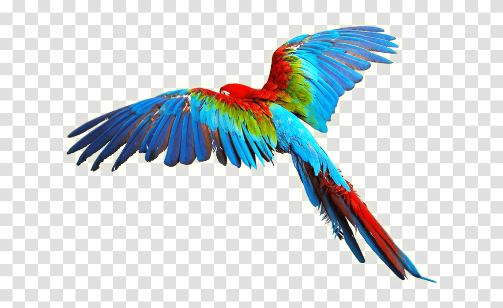 Bird Scarlet Macaw Clip Art Colorful Wings Flying Color Birds, Animal, Parrot Transparent Png
