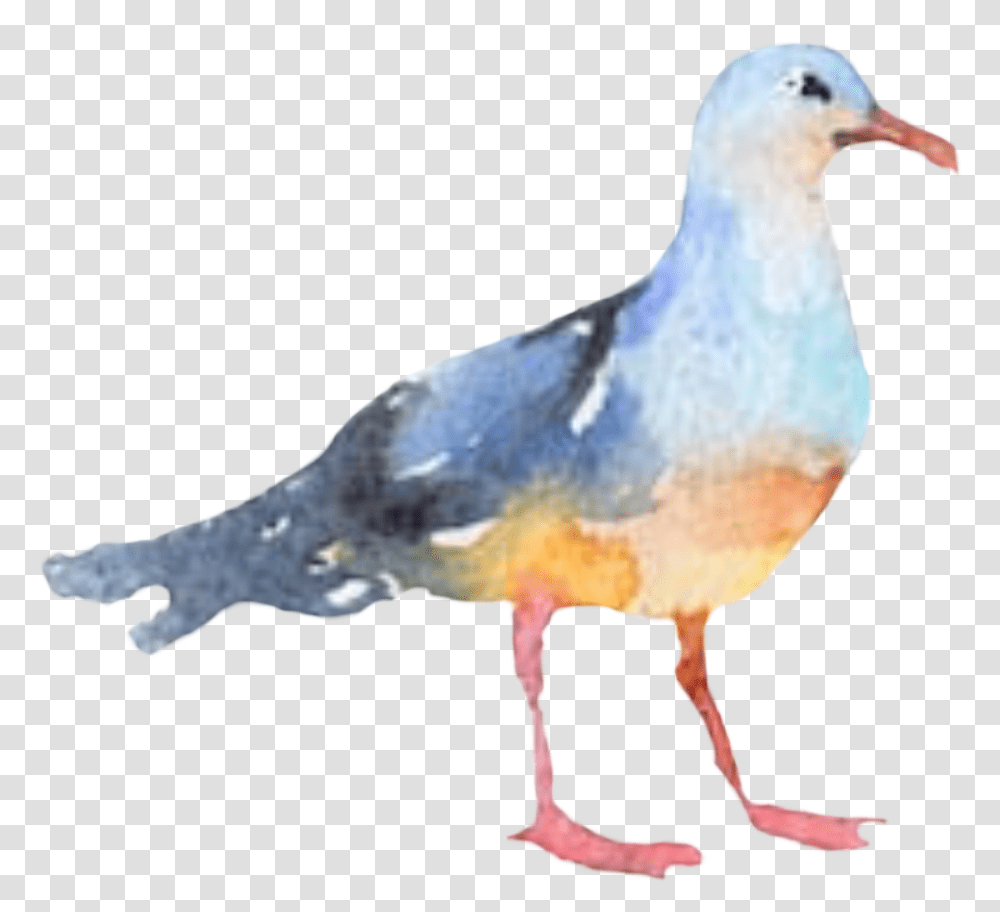 Bird Seagull Watercolor Freetoedit Watercolor Seagull Clipart, Animal, Beak, Waterfowl, Albatross Transparent Png