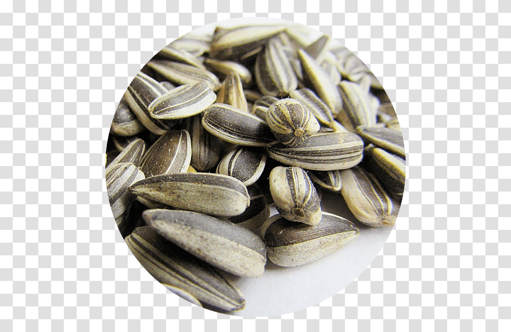 Bird Seed Benefits, Plant, Grain, Produce, Vegetable Transparent Png