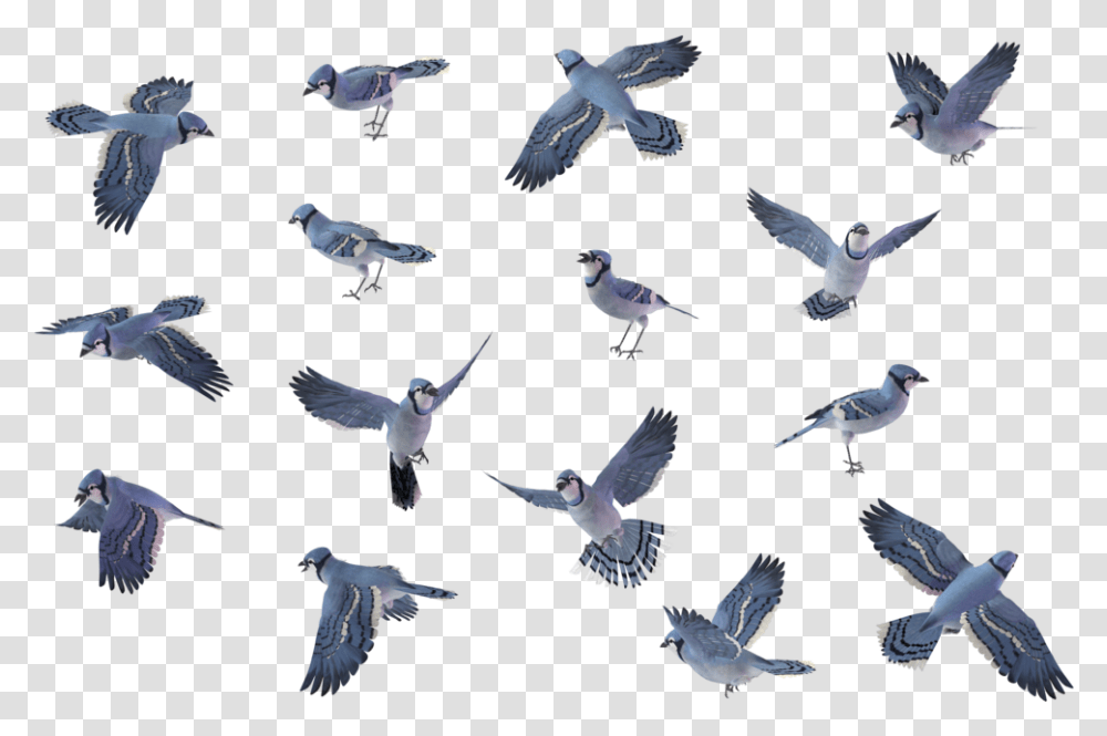 Bird Set Blue Jay Flying, Animal, Pigeon, Dove, Flock Transparent Png