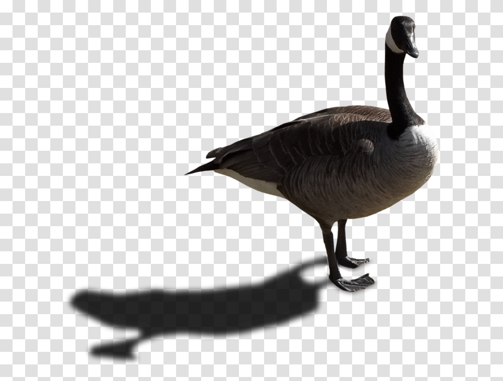 Bird Shadow, Animal, Goose, Waterfowl, Anseriformes Transparent Png