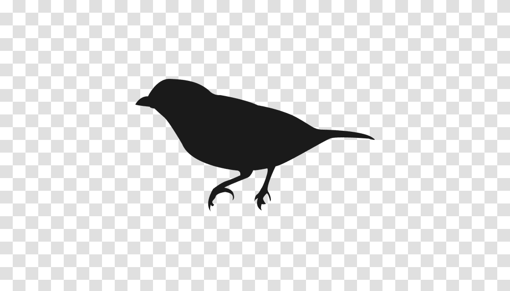 Bird Silhouette, Animal, Blackbird, Agelaius, Crow Transparent Png