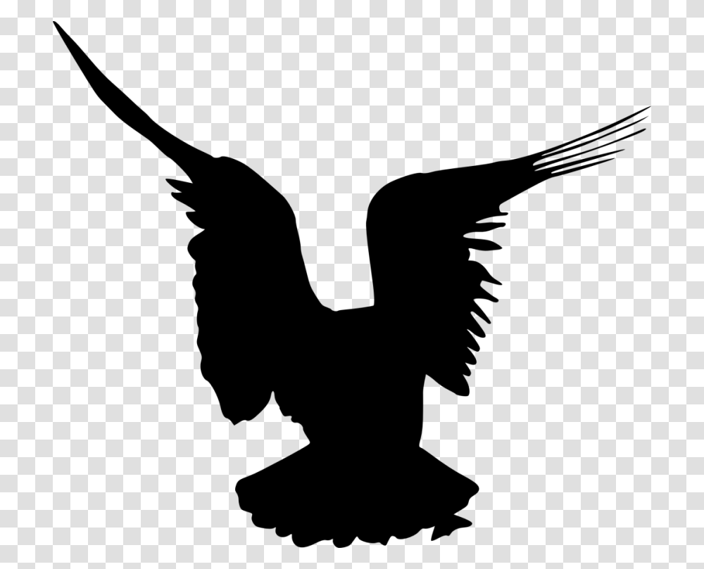 Bird Silhouette, Eagle, Animal, Flying, Vulture Transparent Png
