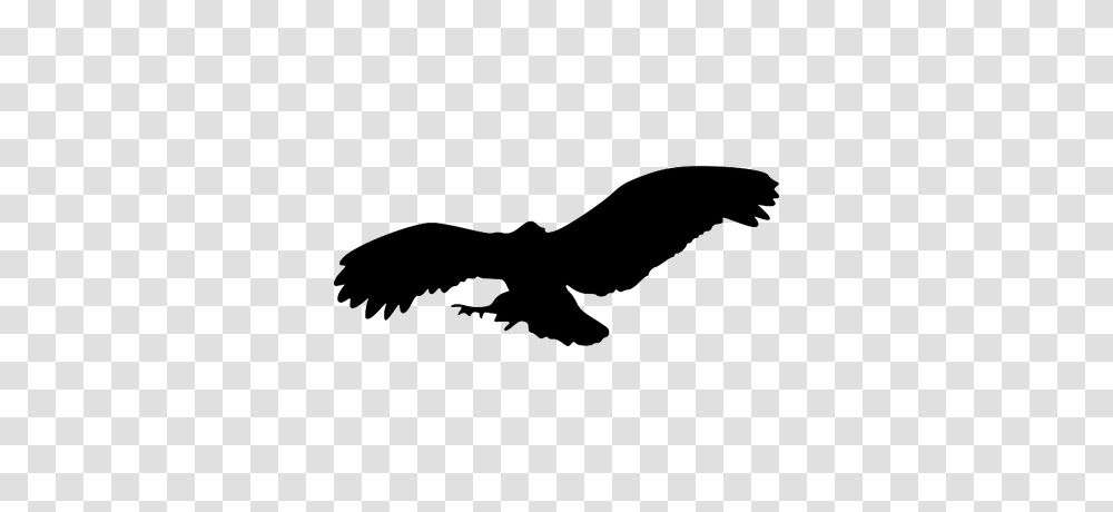 Bird Silhouette Eagle, Vulture, Animal, Flying, Condor Transparent Png