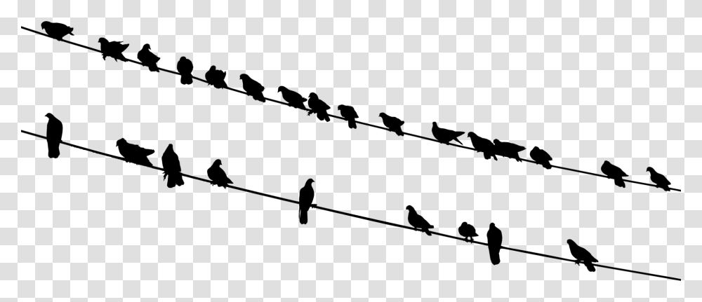 Bird Silhouette Flock Wire Black And White, Gray, World Of Warcraft Transparent Png