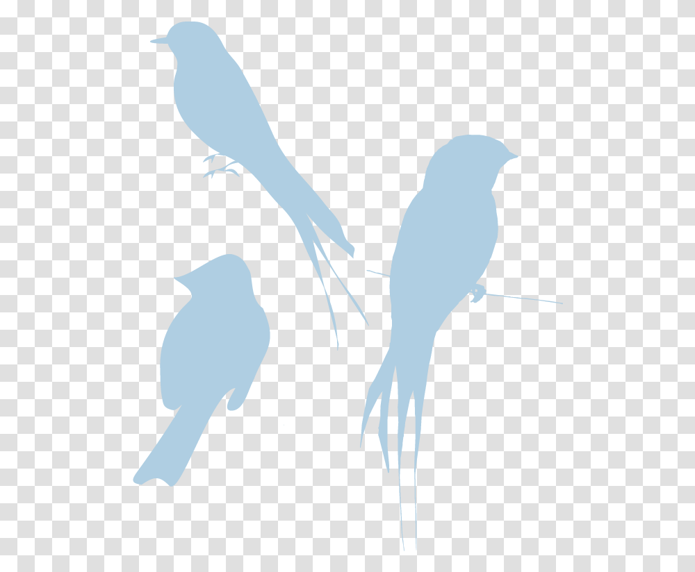 Bird Silhouette No Background Bird Silhouette, Animal, Flying, Plant, Person Transparent Png
