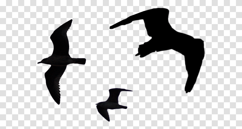 Bird Silhouette Pack Bird Top View Silhouette, Flying, Animal, Kite Bird, Bat Transparent Png