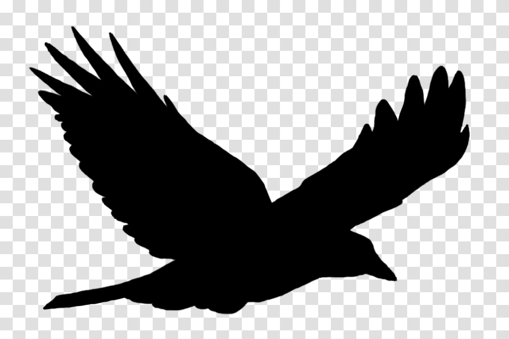 Bird Silhouette Solo Flying, Animal, Eagle, Crow, Blackbird Transparent Png
