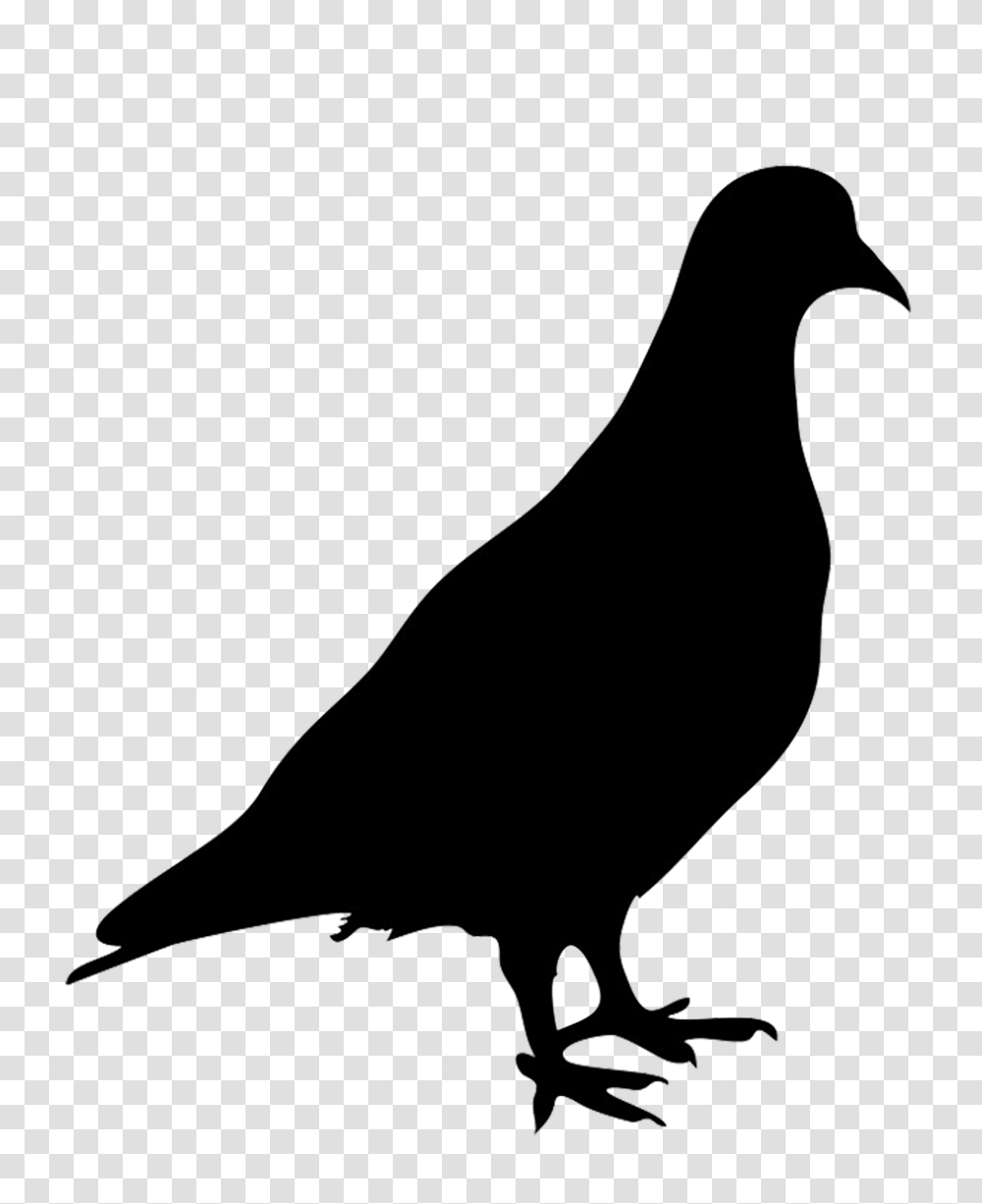 Bird Silhouettes, Animal, Pigeon, Dove, Beak Transparent Png