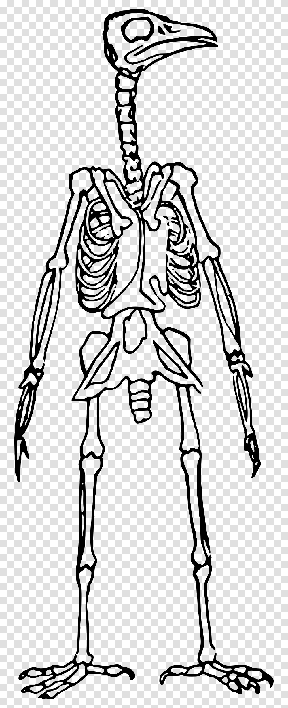 Bird Skeleton Standing Clip Arts Bird Skeleton, Gray, World Of Warcraft Transparent Png
