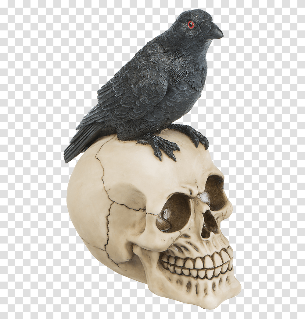 Bird Skull American Crow, Animal, Head, Figurine, Blackbird Transparent Png