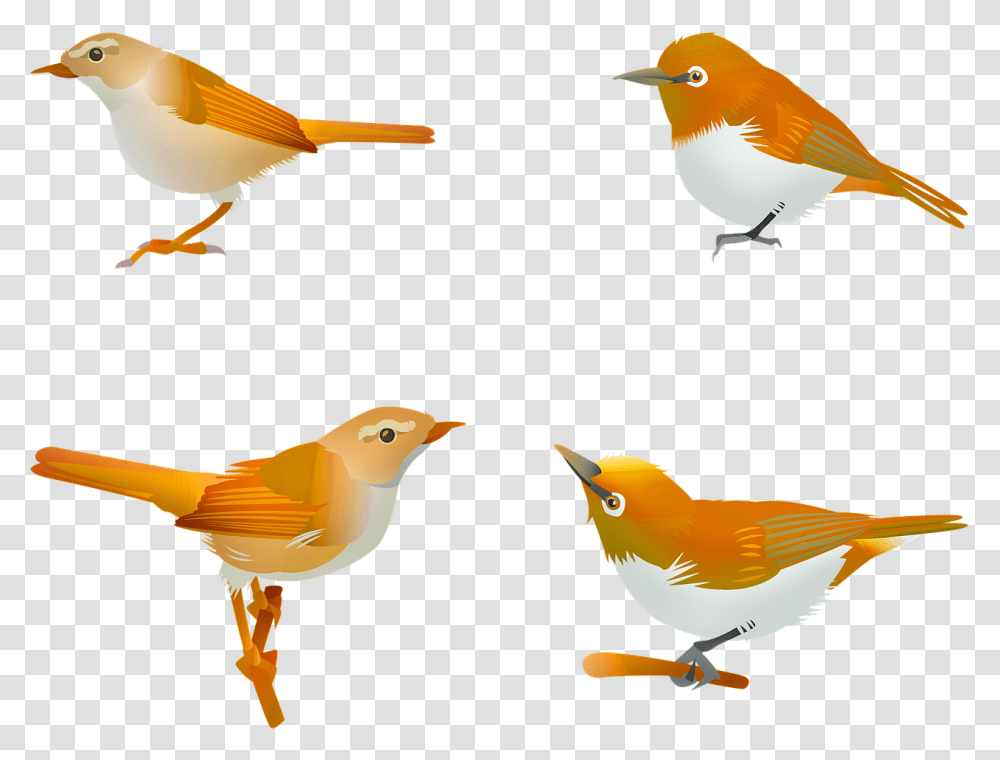 Bird Songbird Sprint Free Photo, Animal, Finch, Canary, Robin Transparent Png