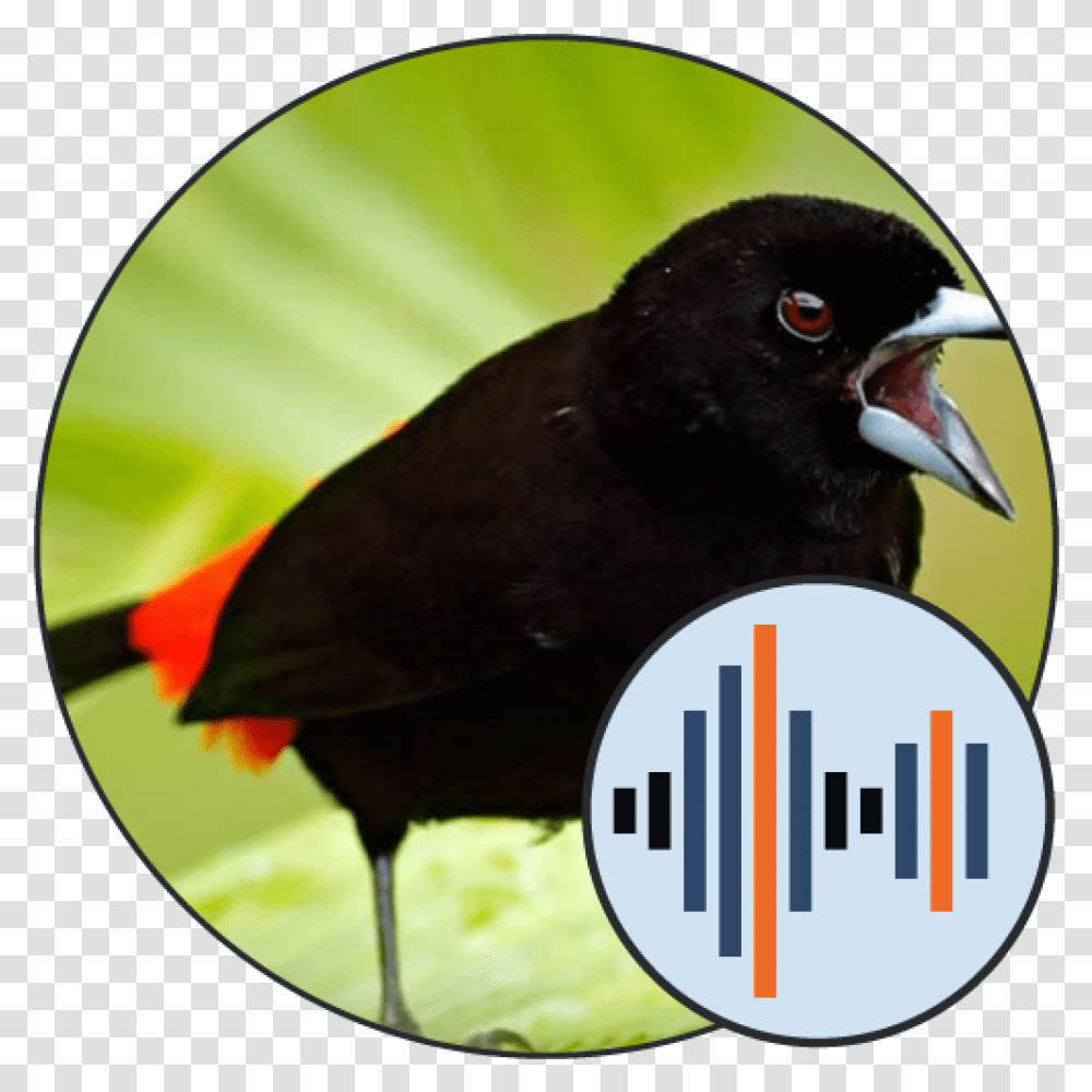Bird Sounds And Calls Soundboard 101 Sound, Animal, Beak, Blackbird, Agelaius Transparent Png