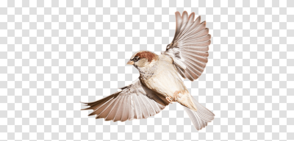 Bird Sparrow Birds, Animal, Finch Transparent Png