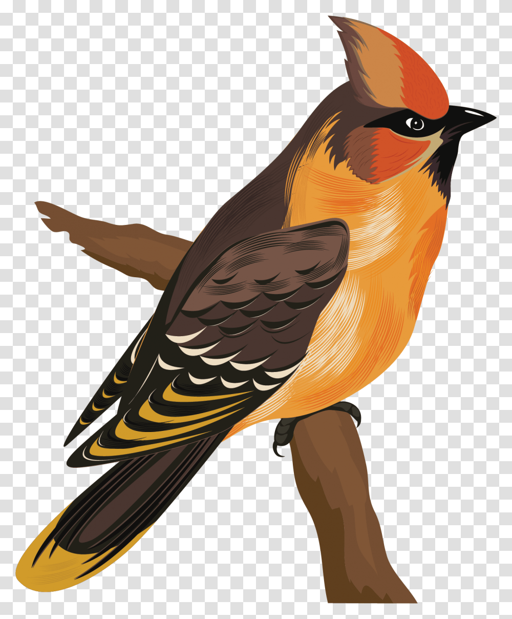 Bird Species Cartoon, Animal, Bee Eater, Beak, Finch Transparent Png