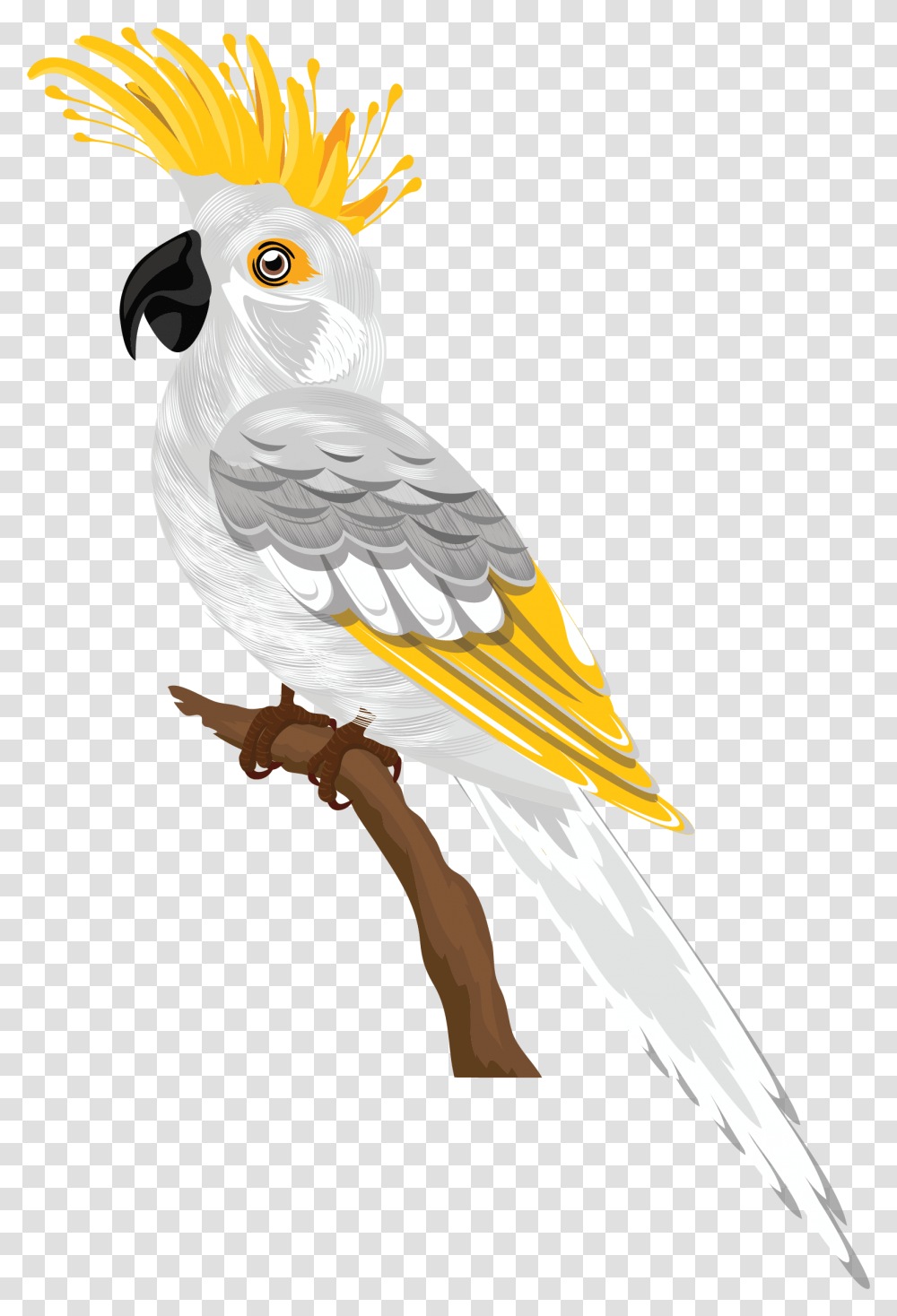 Bird Species Cartoon, Animal, Kite Bird, Eagle, Person Transparent Png