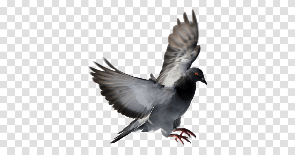 Bird Spikes Installation Service Pigeon, Animal, Dove Transparent Png