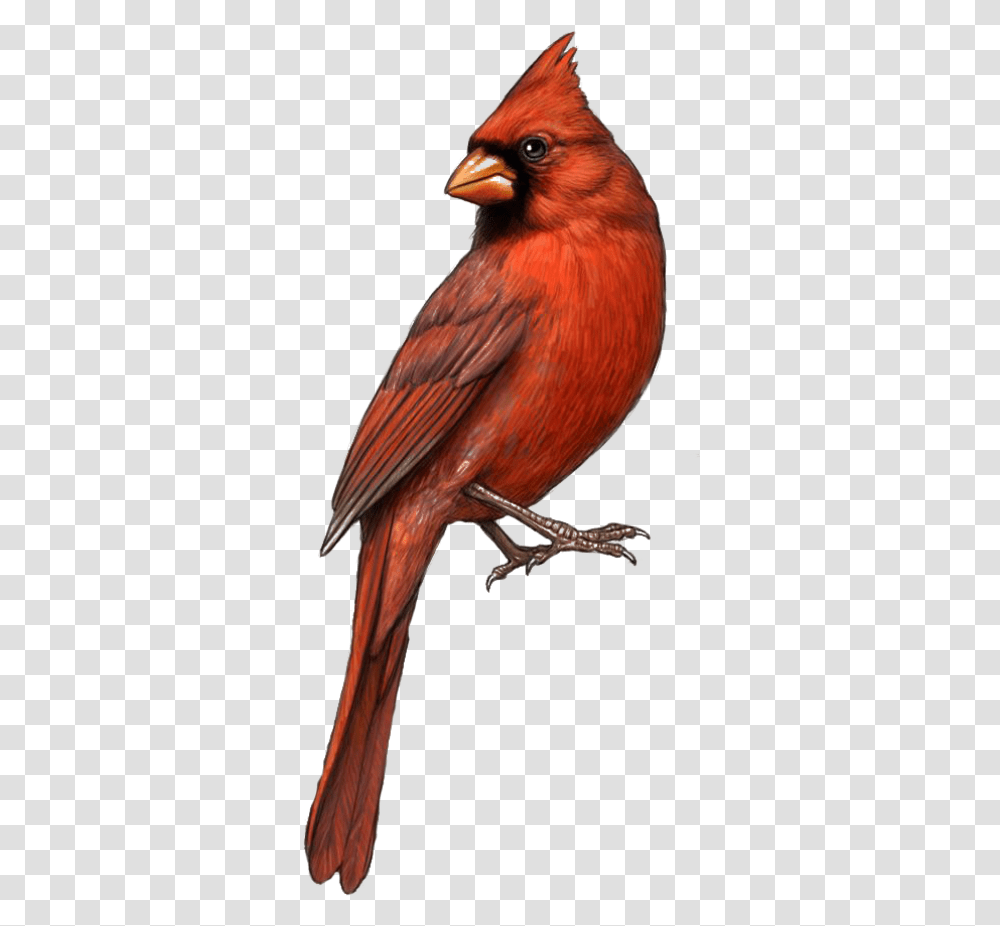 Bird St Louis Cardinals Northern Clip Art Background Cardinal, Animal, Finch Transparent Png