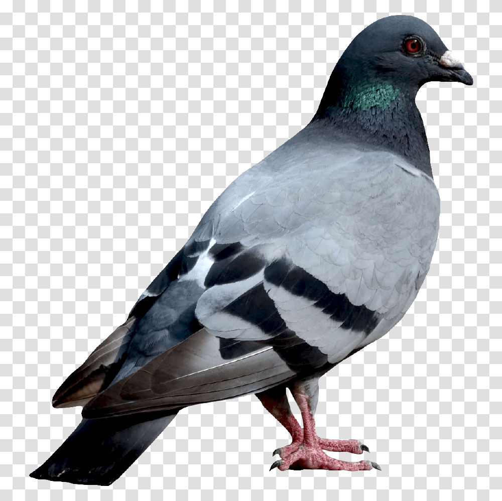 Bird Standing, Animal, Pigeon, Dove Transparent Png