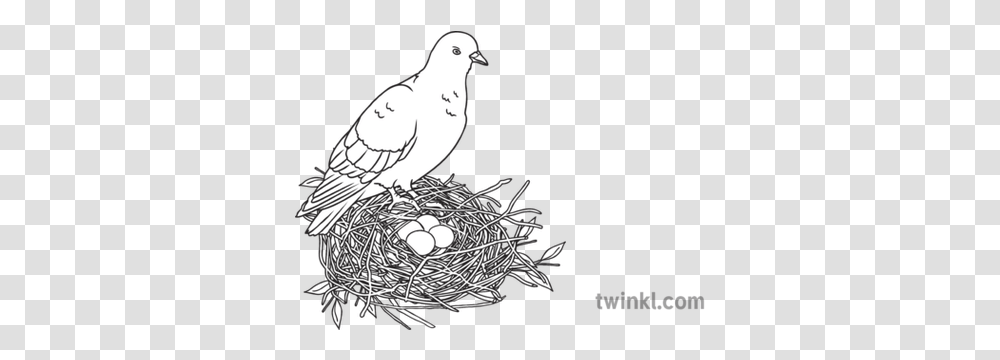 Bird Standing Over Nest Of Four Eggs Sensory Sen Ks1 Bird, Animal, Pigeon, Dove, Bird Nest Transparent Png