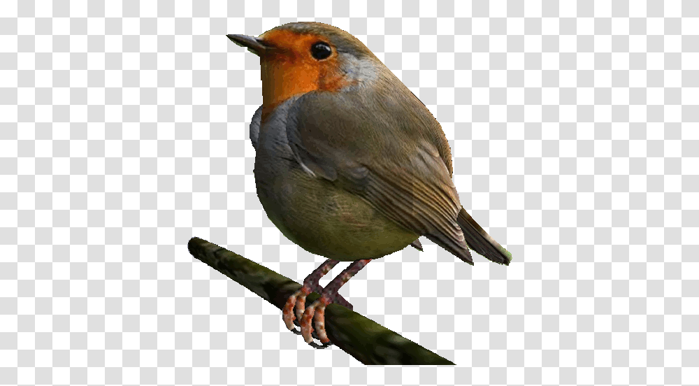 Bird Sticker By Badblueprints For Ios Android Giphy Animated Robin Bird, Animal, Finch Transparent Png