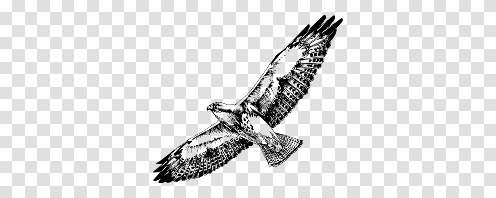 Bird Swainsons Hawk Drawing Line Art, Gray, World Of Warcraft Transparent Png