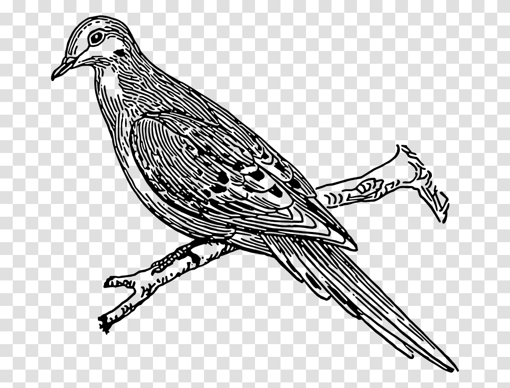 Bird Tail Drawing Outline Image Of Cuckoo, Animal, Finch, Sparrow, Partridge Transparent Png