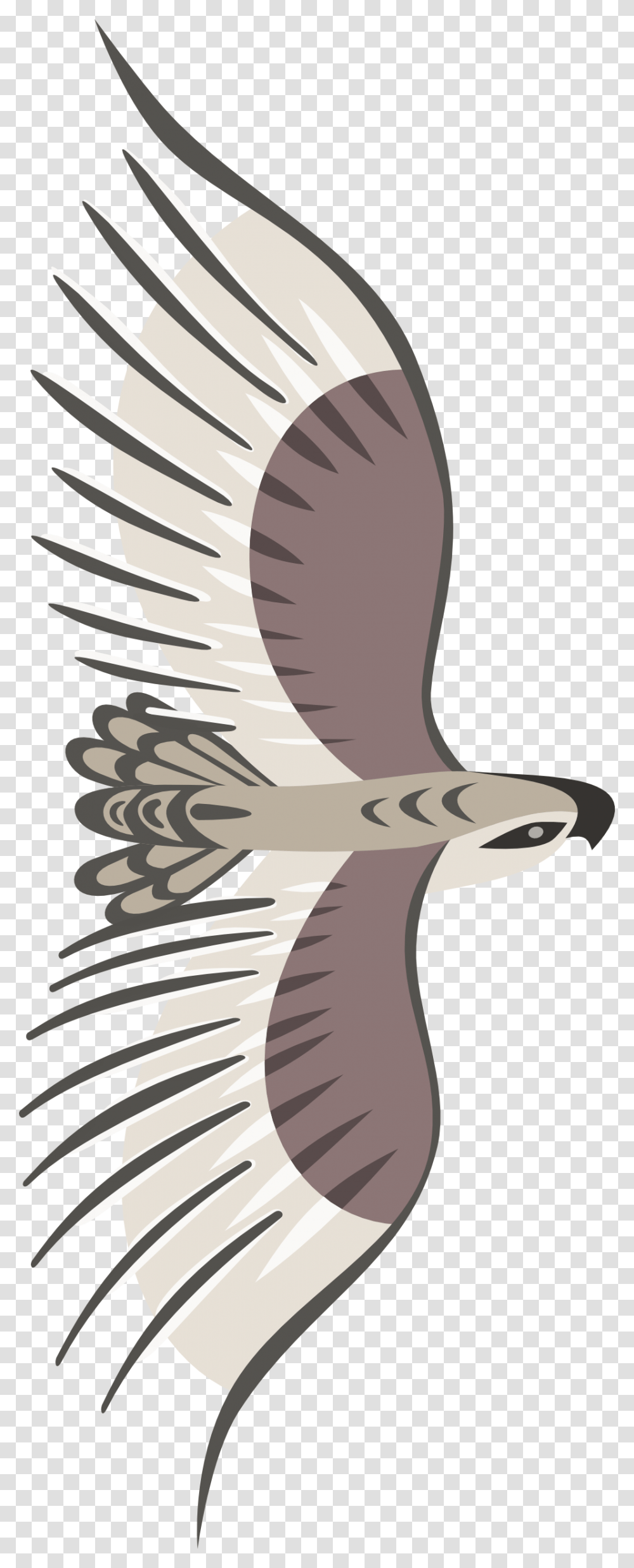 Bird Top View, Eagle, Animal, Vulture, Hawk Transparent Png