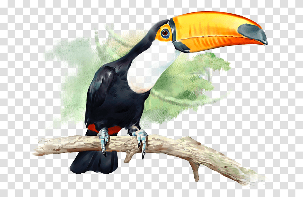 Bird Toucan Vertebrate Tucn, Animal, Beak Transparent Png