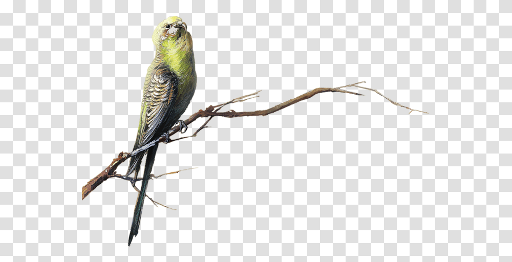 Bird Transparency And Translucency Clip Art Parrot Bird Transparency, Animal, Parakeet Transparent Png