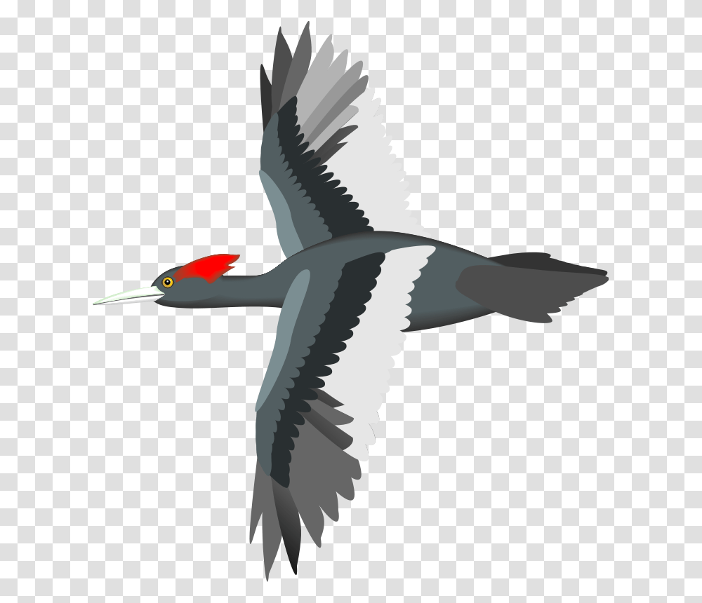 Bird Vector, Animal, Waterfowl, Flying, Anseriformes Transparent Png