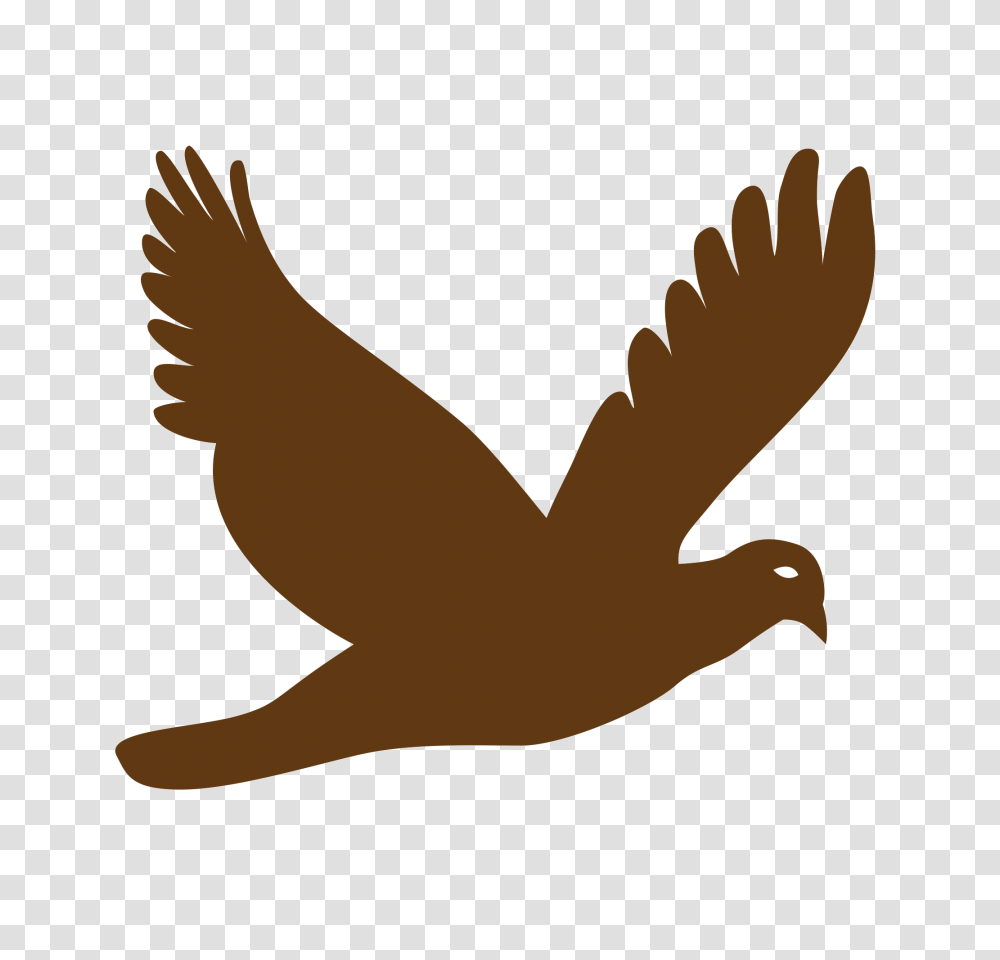 Bird Vector Background Image Download, Animal, Eagle, Vulture, Quail Transparent Png