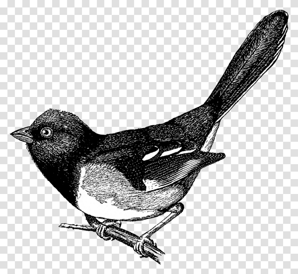 Bird Vintage Clipart, Animal, Wren, Finch, Blackbird Transparent Png