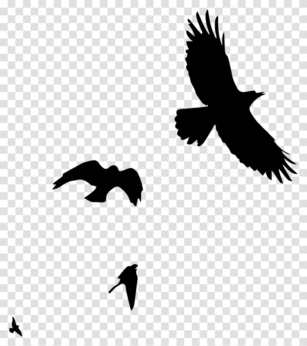 Bird Watching Hawk, Silhouette, Flying, Animal, Crow Transparent Png