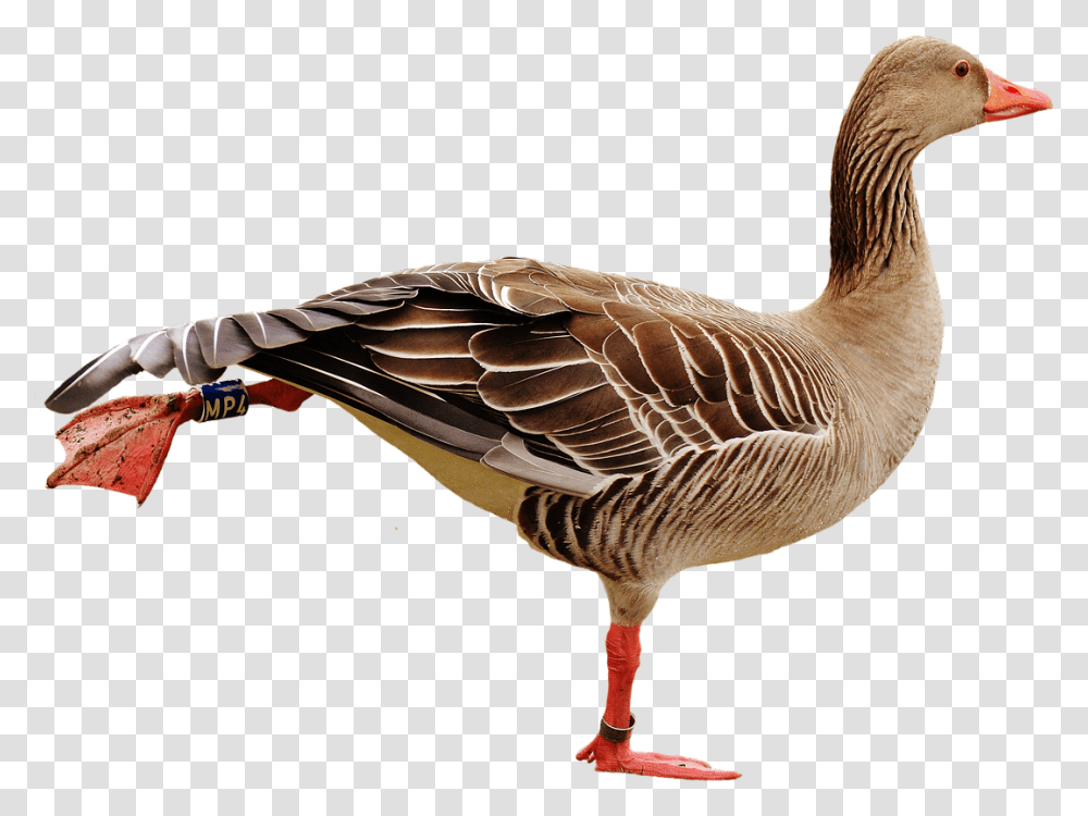 Bird Water, Animal, Goose, Duck, Waterfowl Transparent Png