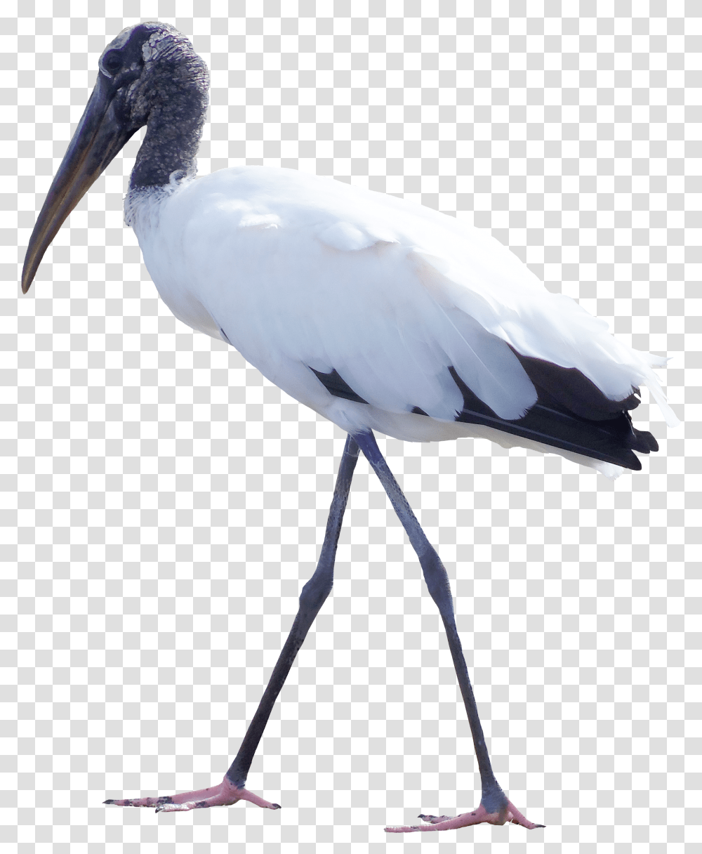 Bird White Stork Feather Clip Art Crane Bird, Animal, Waterfowl, Heron, Ardeidae Transparent Png
