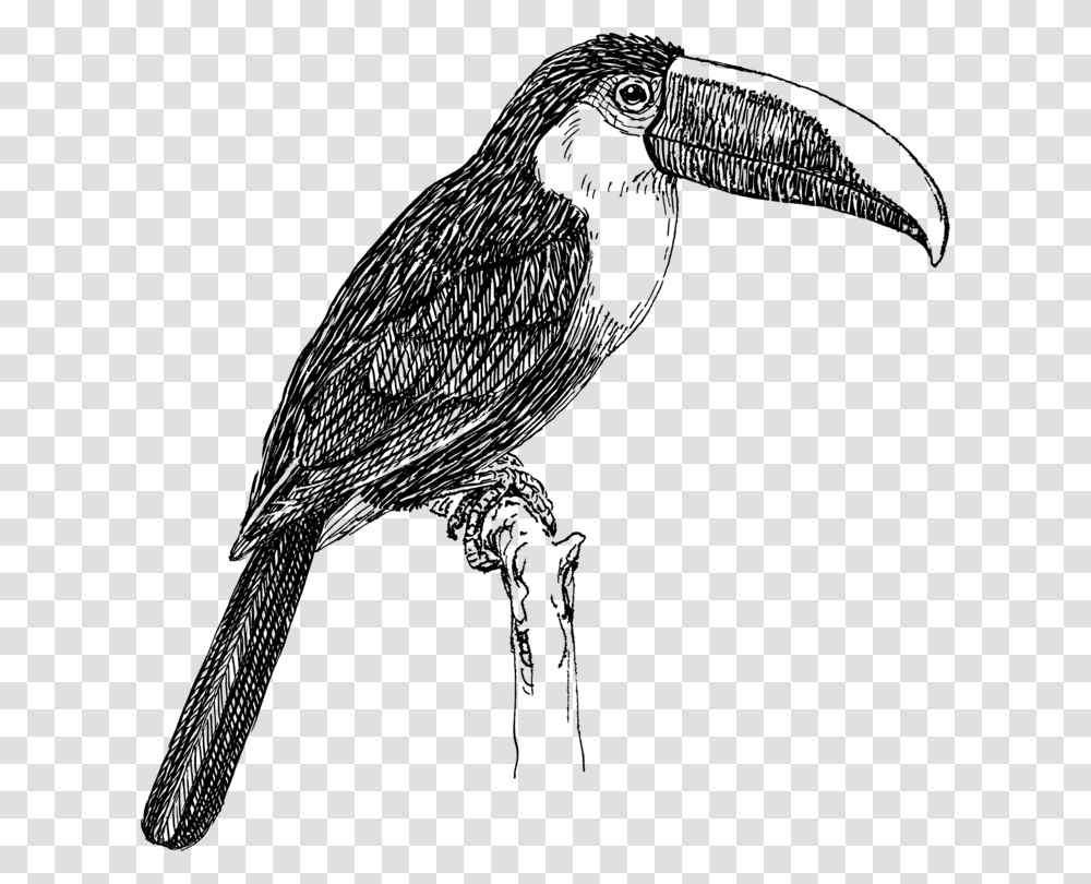 Bird White Throated Toucan Drawing Line Art, Gray, World Of Warcraft Transparent Png