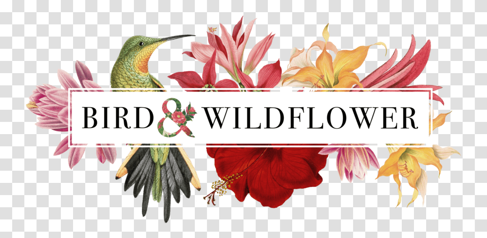 Bird Wildflower, Plant, Blossom, Graphics, Art Transparent Png