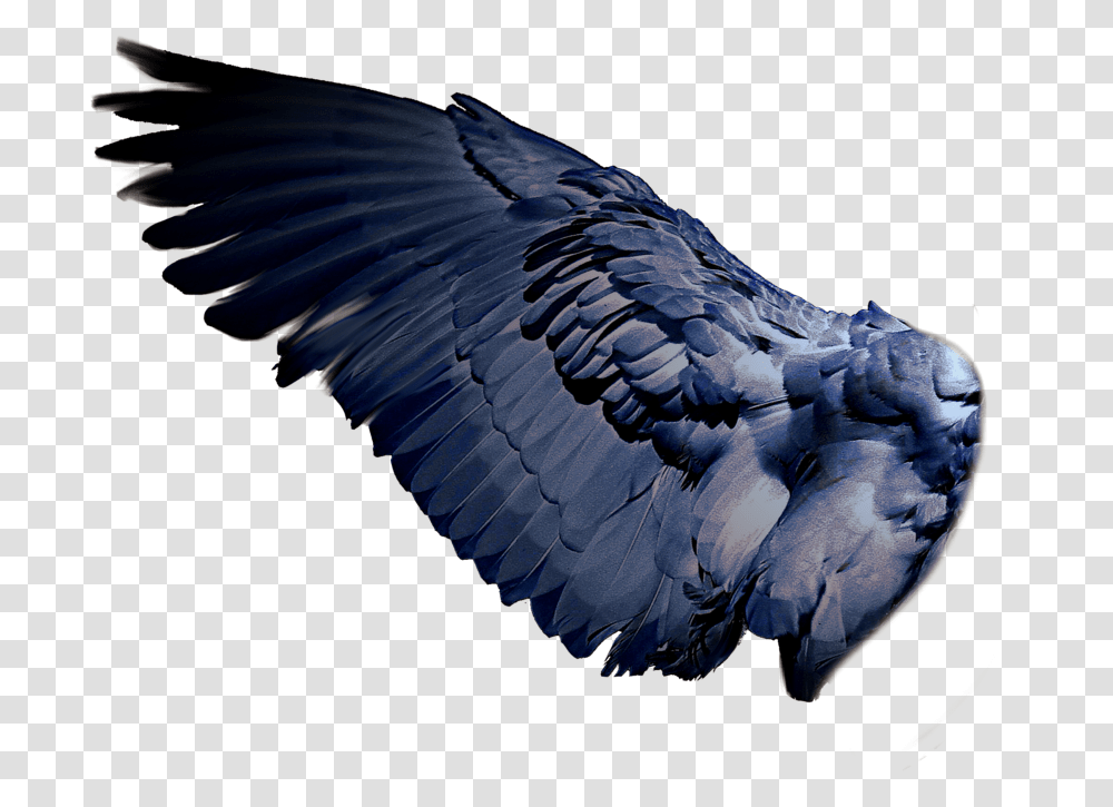 Bird Wing, Animal, Vulture, Eagle, Waterfowl Transparent Png