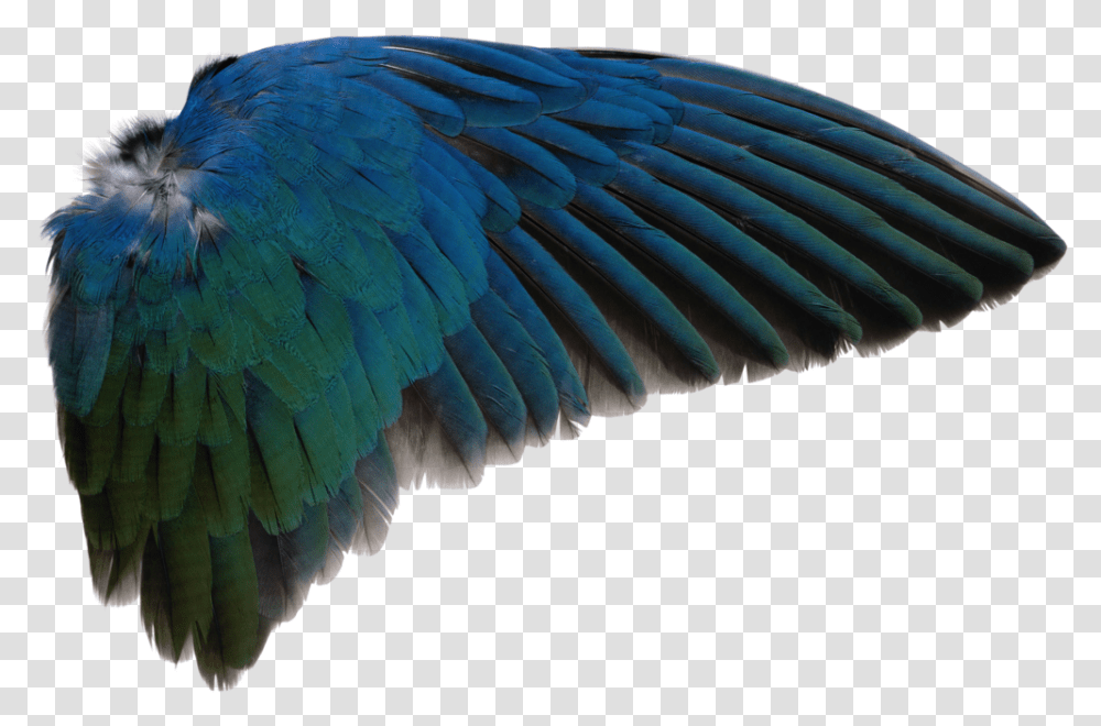 Bird Wing Bird Wing Background, Parrot, Animal, Macaw, Fungus Transparent Png