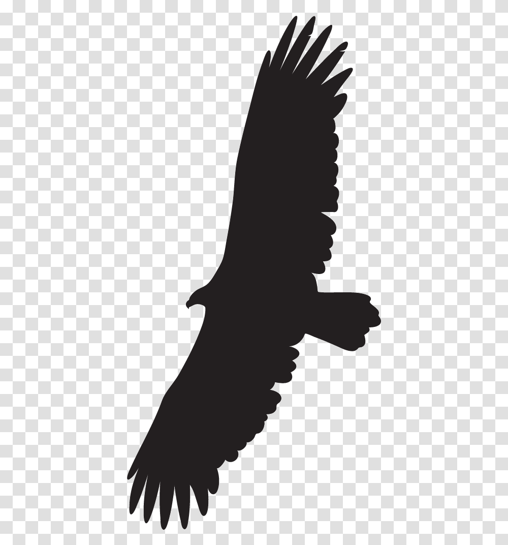 Bird Wing Black Vulture Golden Eagle 232747 Vippng Flying Vulture Drawing Easy, Silhouette, Person, Human, Back Transparent Png
