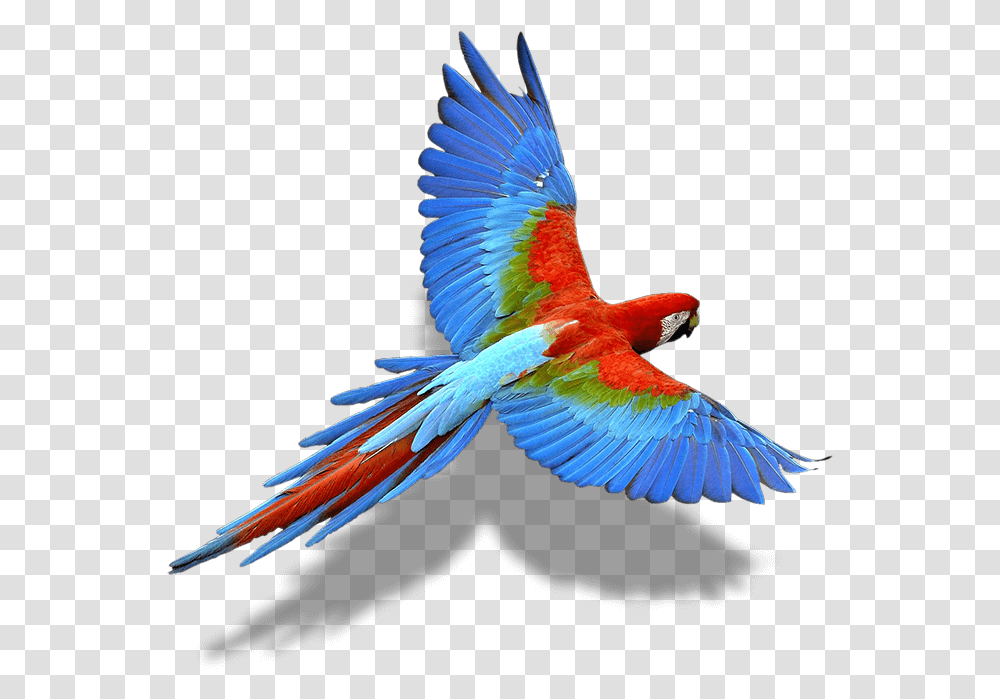 Bird Wing Colorful Flying Birds, Animal, Macaw, Parrot Transparent Png