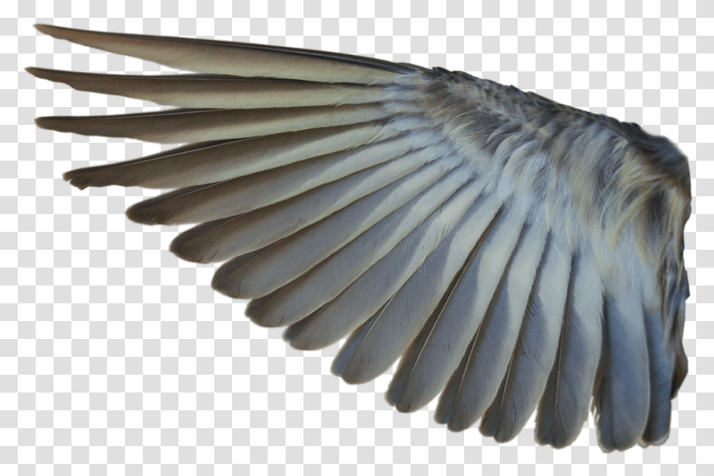 Bird Wing No Background, Animal, Jay, Flying, Vulture Transparent Png
